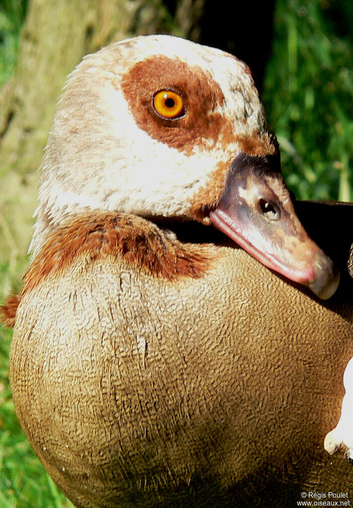 Egyptian Goose