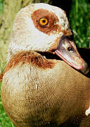 Egyptian Goose