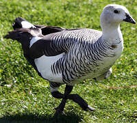 Upland Goose