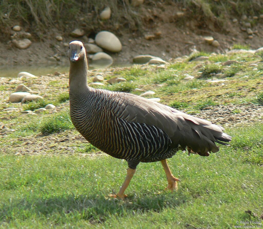 Upland Goose female adult