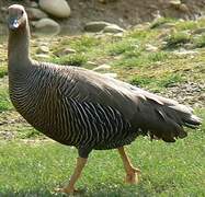 Upland Goose