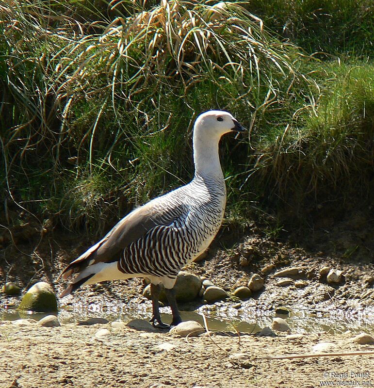 Upland Goose male adult