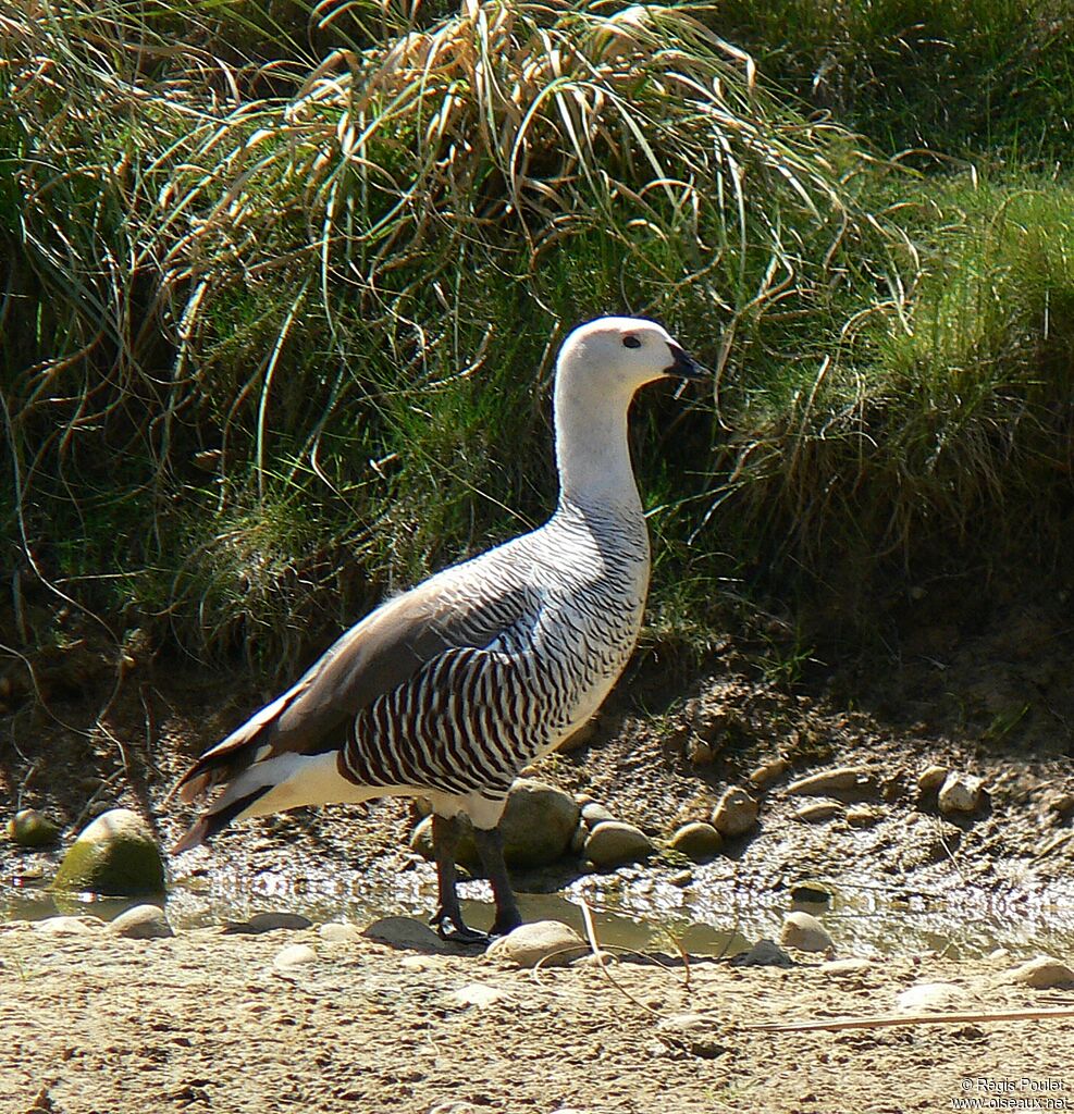 Upland Goose male adult