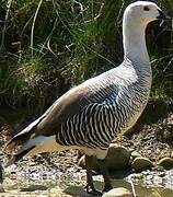 Upland Goose