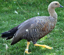 Upland Goose