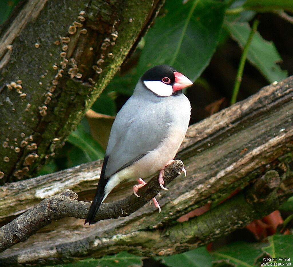 Java Sparrowadult