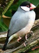 Java Sparrow