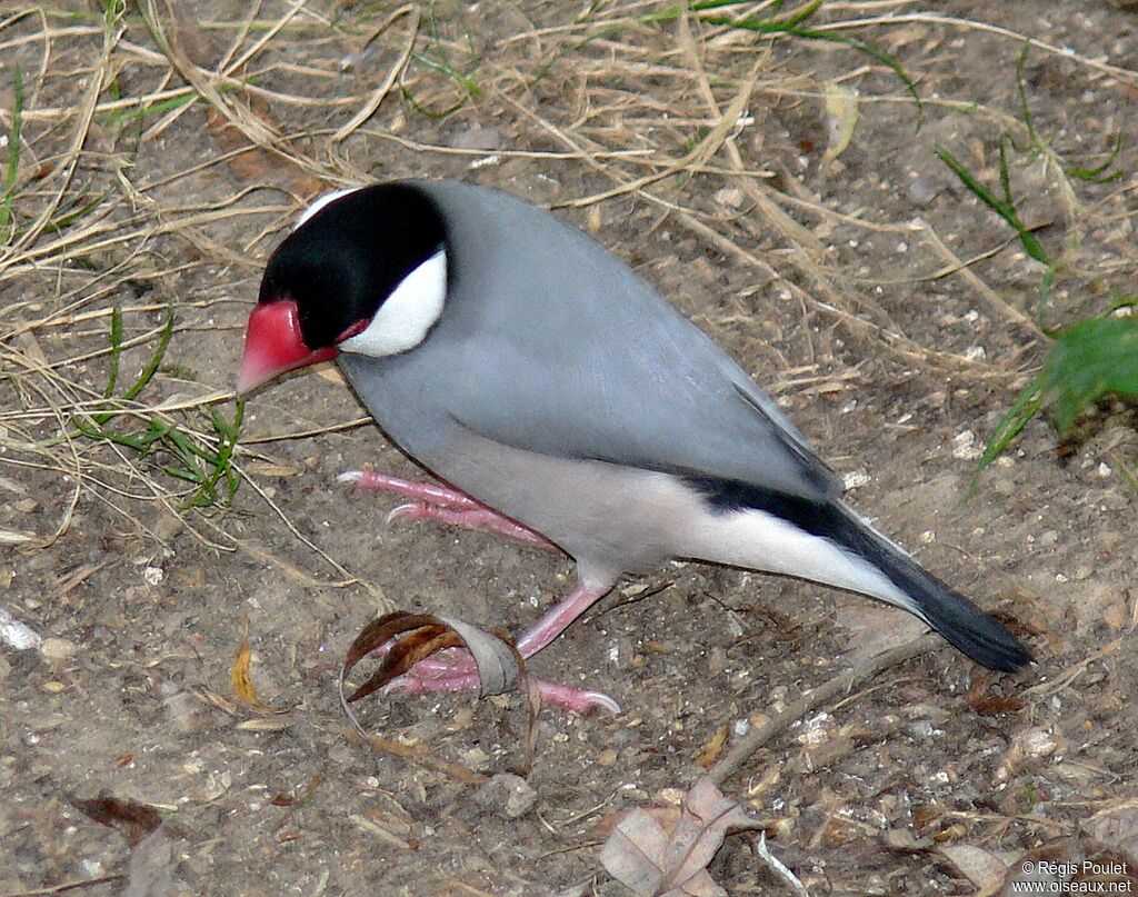 Java Sparrowadult