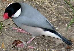 Java Sparrow