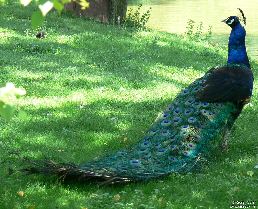 Indian Peafowl male adult