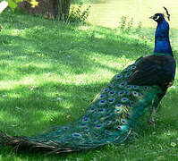 Indian Peafowl