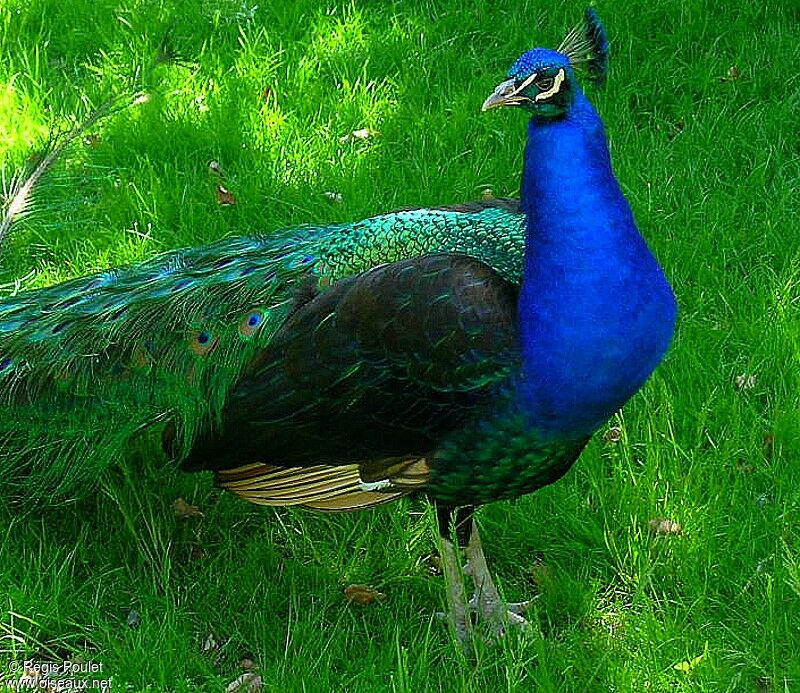 Indian Peafowl male adult