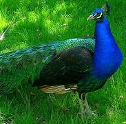 Indian Peafowl