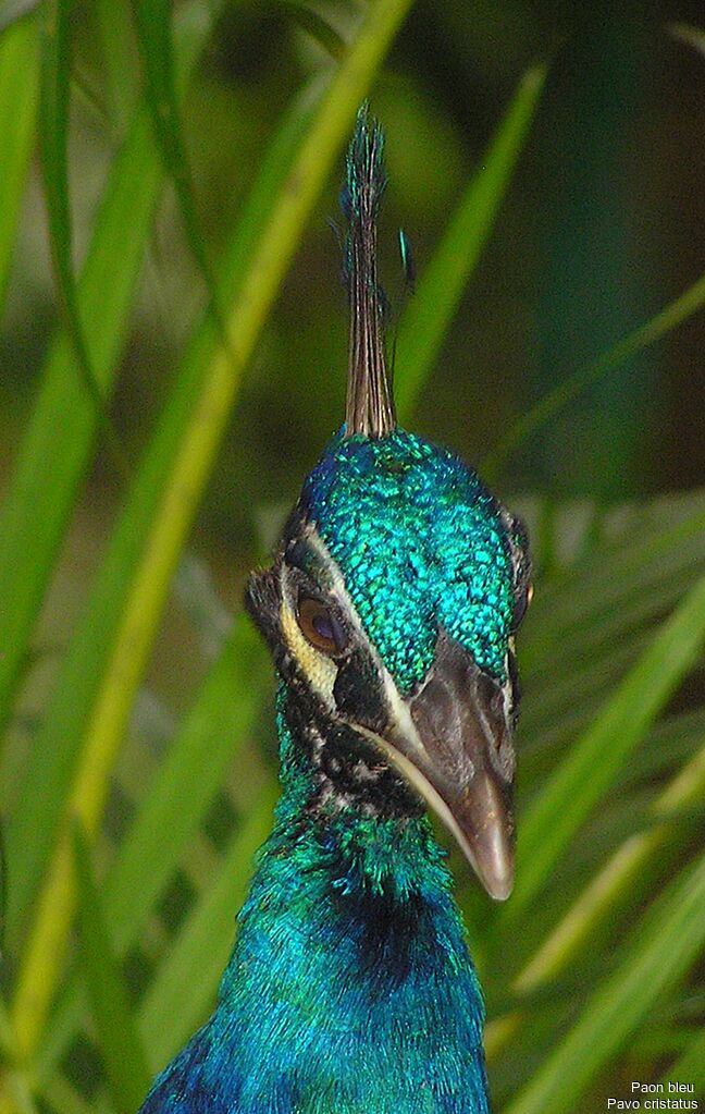 Indian Peafowl male adult