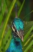 Indian Peafowl