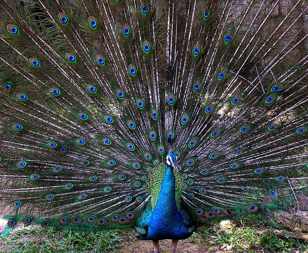 Indian Peafowl male adult