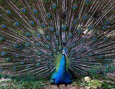 Indian Peafowl