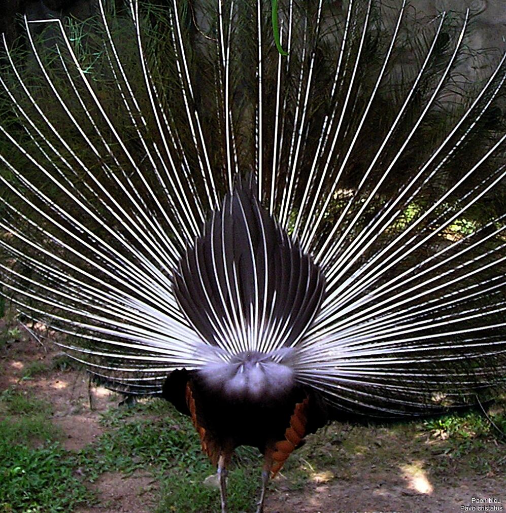 Indian Peafowl male adult