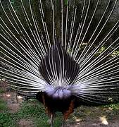 Indian Peafowl