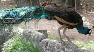 Indian Peafowl