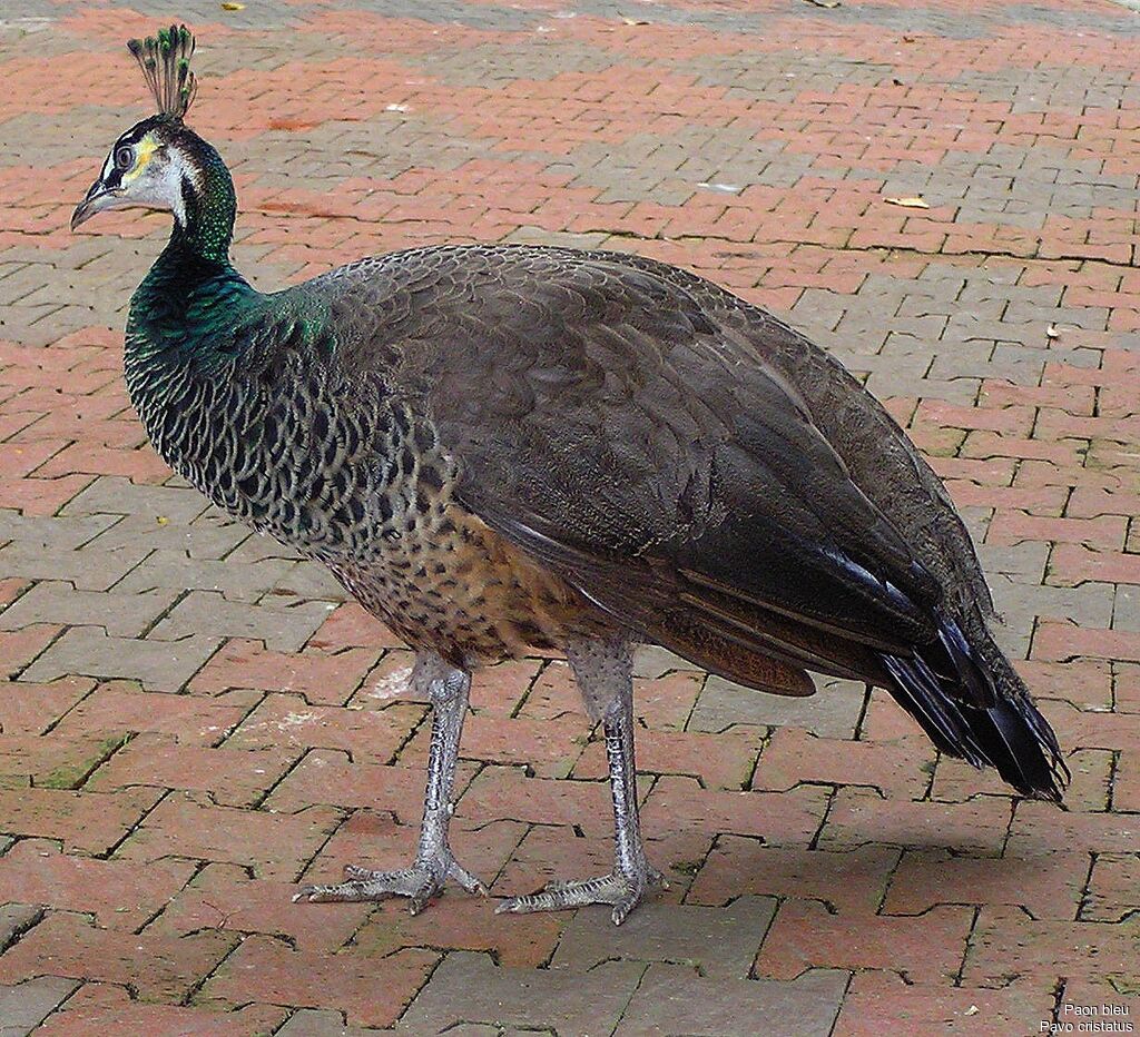 Indian Peafowl female adult