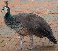 Indian Peafowl