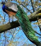 Indian Peafowl