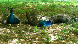 Indian Peafowl