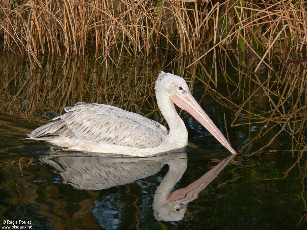 Great White Pelicanadult post breeding