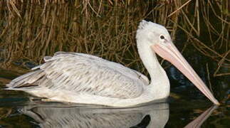 Great White Pelican