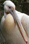 Great White Pelican