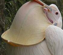 Great White Pelican