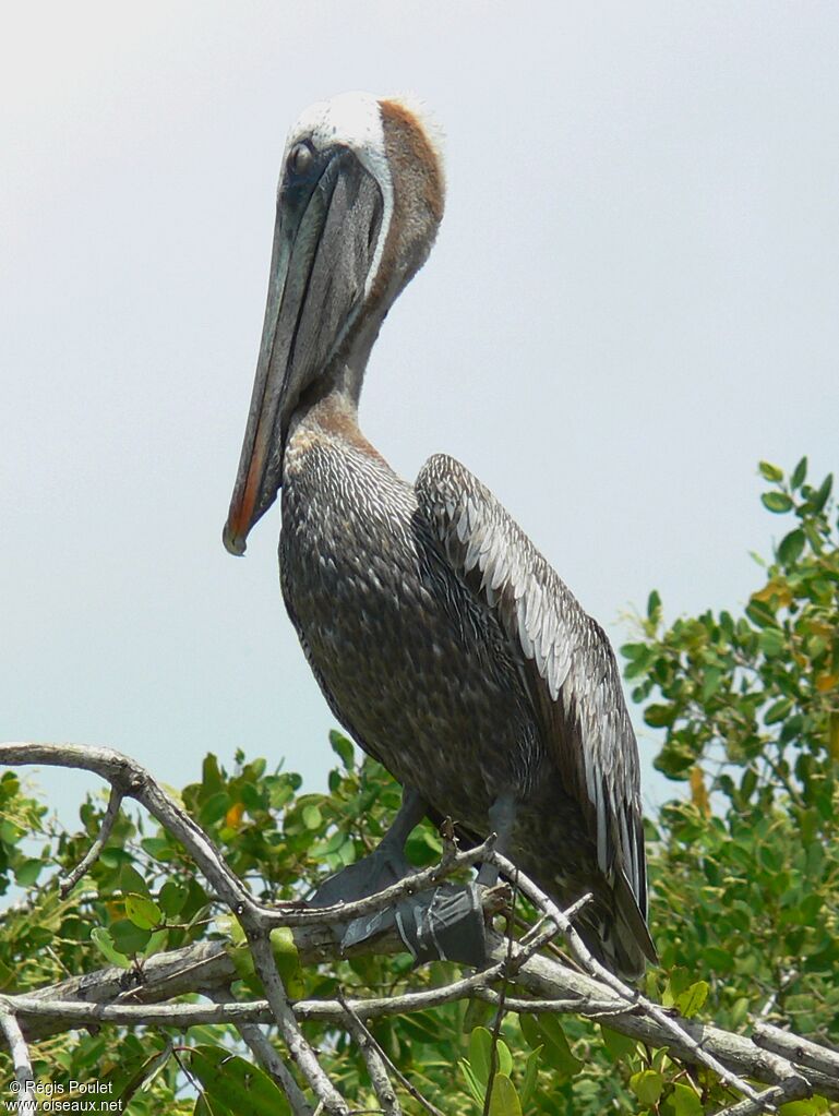 Brown Pelicanadult