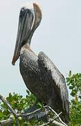 Brown Pelican