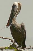 Brown Pelican