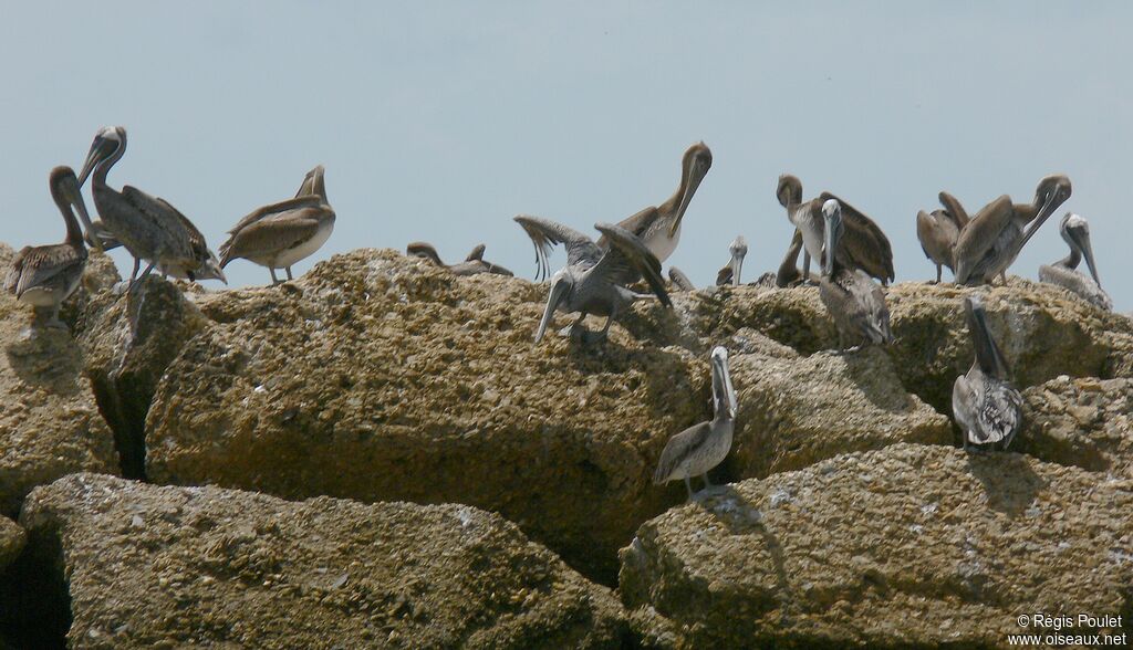 Brown Pelican