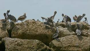 Brown Pelican