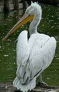 Dalmatian Pelican