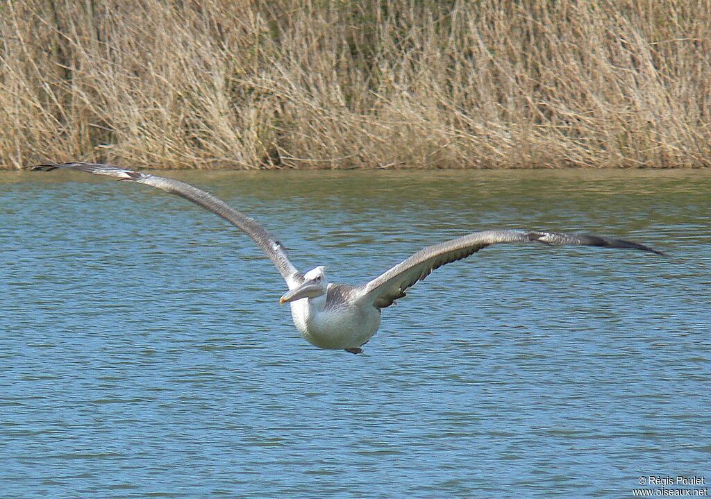 Dalmatian Pelicanadult