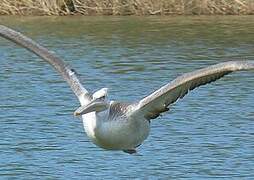 Dalmatian Pelican