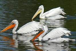 Dalmatian Pelican