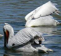 Dalmatian Pelican