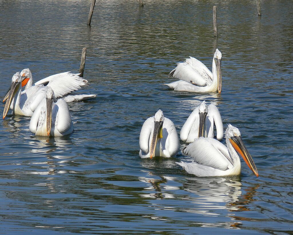 Dalmatian Pelican