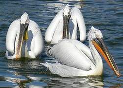 Dalmatian Pelican