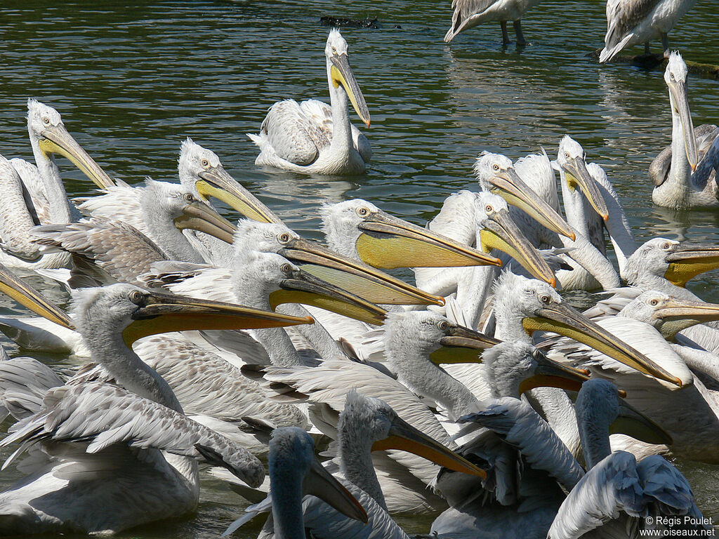 Dalmatian Pelican