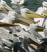 Dalmatian Pelican