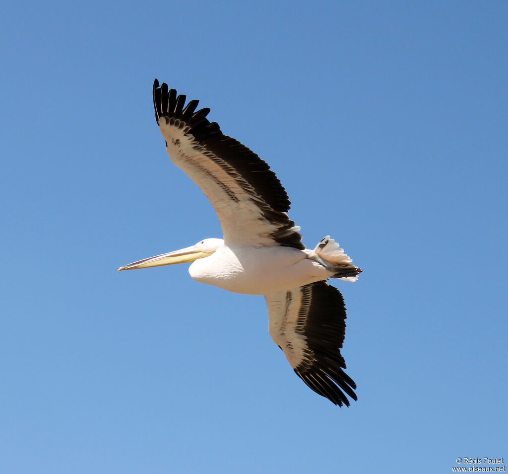 Dalmatian Pelicanadult, Flight