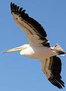 Dalmatian Pelican