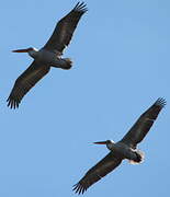 Dalmatian Pelican