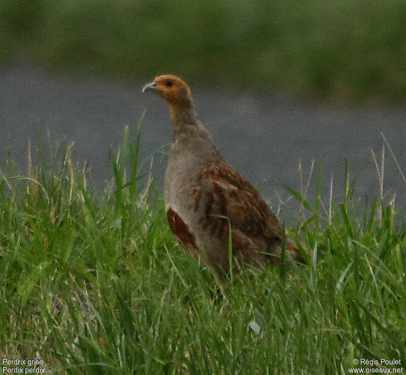 Grey Partridge female adult